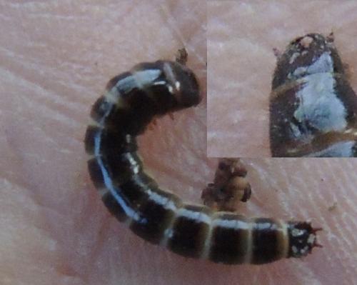 Réf. 242 286 : Denticollis linearis